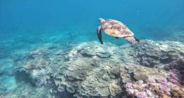 Hachijojima snorkeling