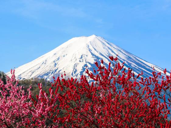 plum blossoms tokyo