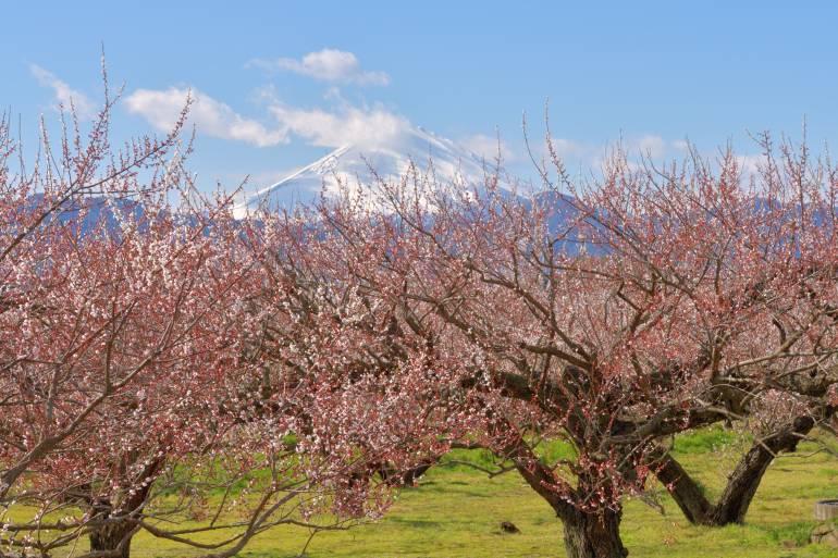 plums with mount fuji in the background