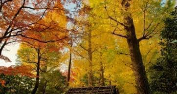 Otaguro Park, a row of colored ginkgo trees.