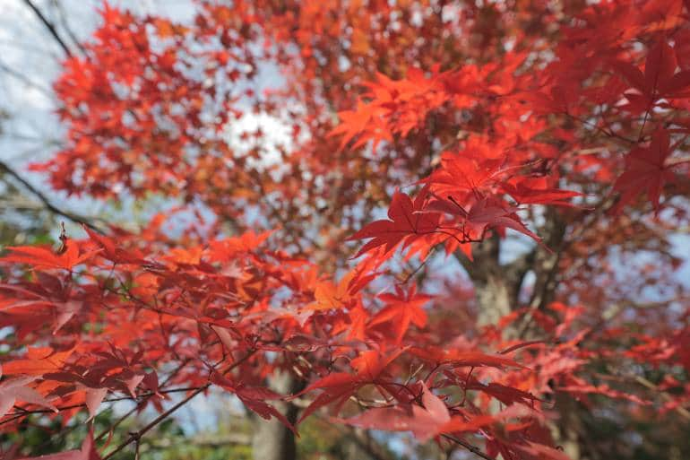 Japanese maple leaves in red