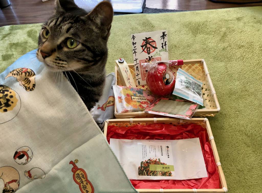 enzo inspects peko peko box closely