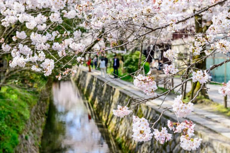 Philosopher's Path in the spring with cherry trees in bloom