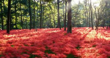 red spider lily flowers in Kinchakuda