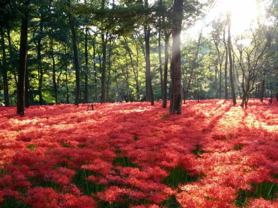 red spider lily flowers in Kinchakuda