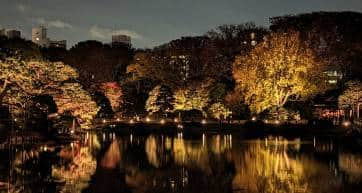 Autumn illuminations at Rikugien gardens