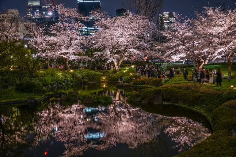 Cherry trees illuminated at night next to Roppongi Hills