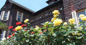 roses at Furukawa Garden