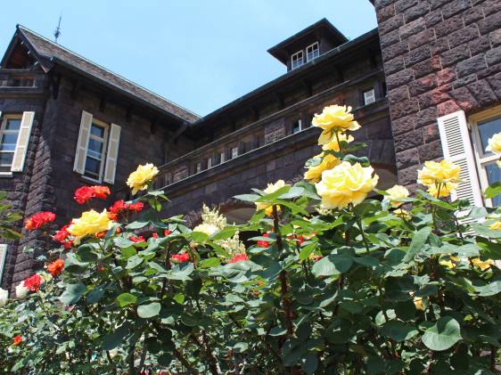 roses at Furukawa Garden