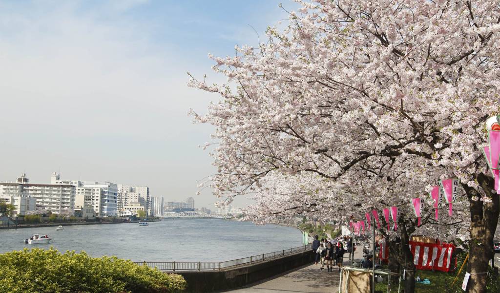 Bokutei Sumida Park Cherry Blossom Festival