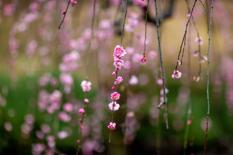 weeping plum tokyo