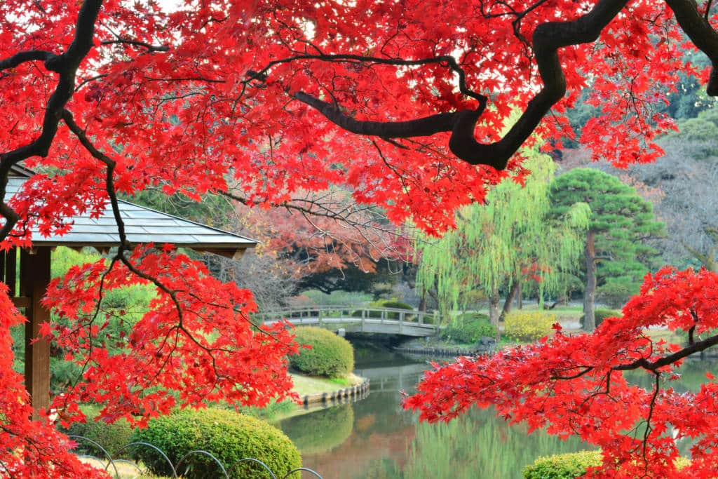 shinjuku gyoen garden maple tree