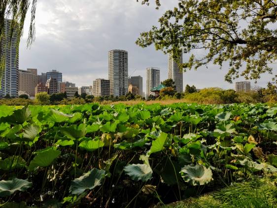 Shinobazu Pond lotus plants