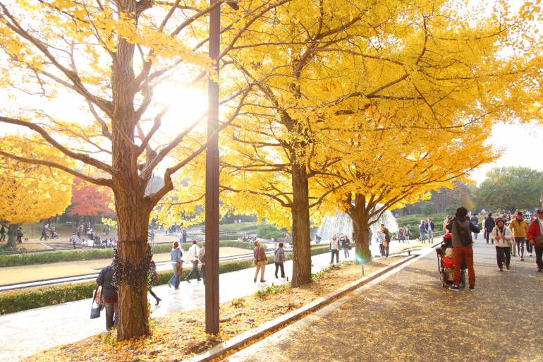 Showa Memorial Park ginkgo trees