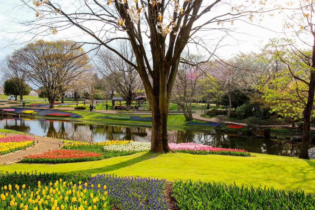 (Showa Memorial Park Tachikawa