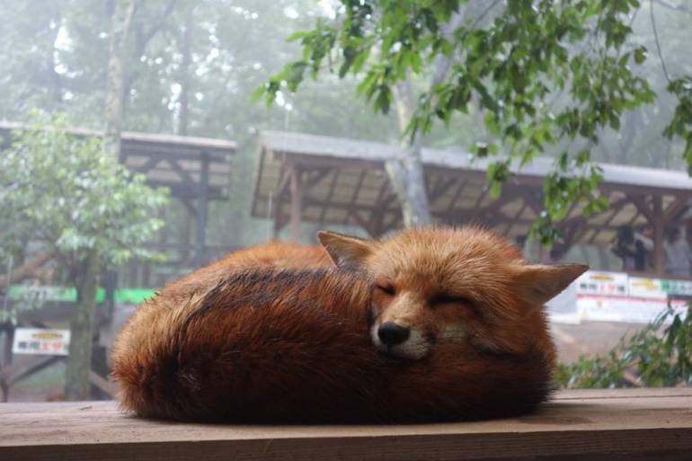 Zao Fox Village