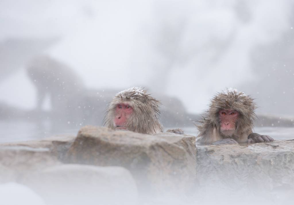 Japanese Macaques relaxes in a hot spring on a snowy day.