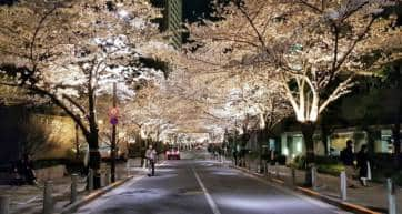 roppongi cherry blossoms