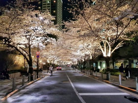 roppongi cherry blossoms