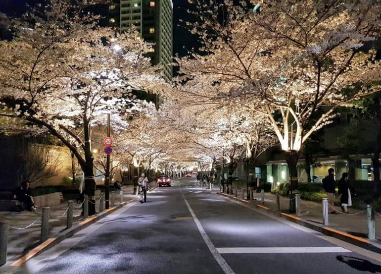 roppongi cherry blossoms