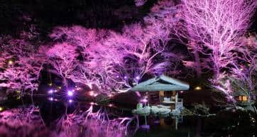 cherry blossom illumination at happo-en garden