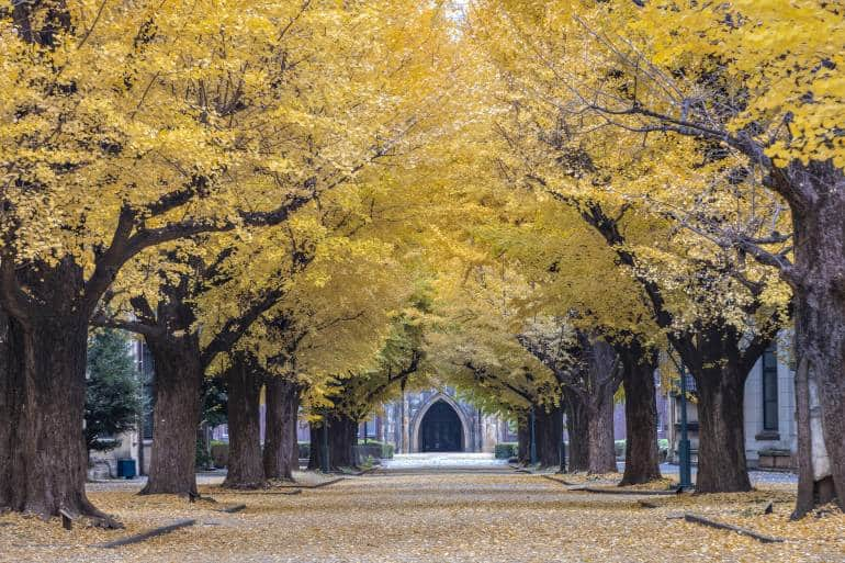 Autumn Gingkoes Trees tunnel at University of Tokyo