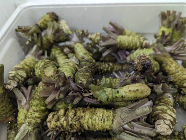 A container is filled with fresh wasabi roots.