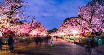 night cherry blossoms in ueno park