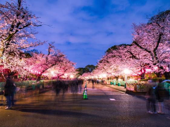 night cherry blossoms in ueno park