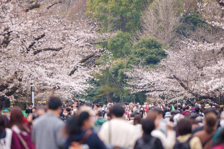 tourists looking at cherry blossoms in ueno park