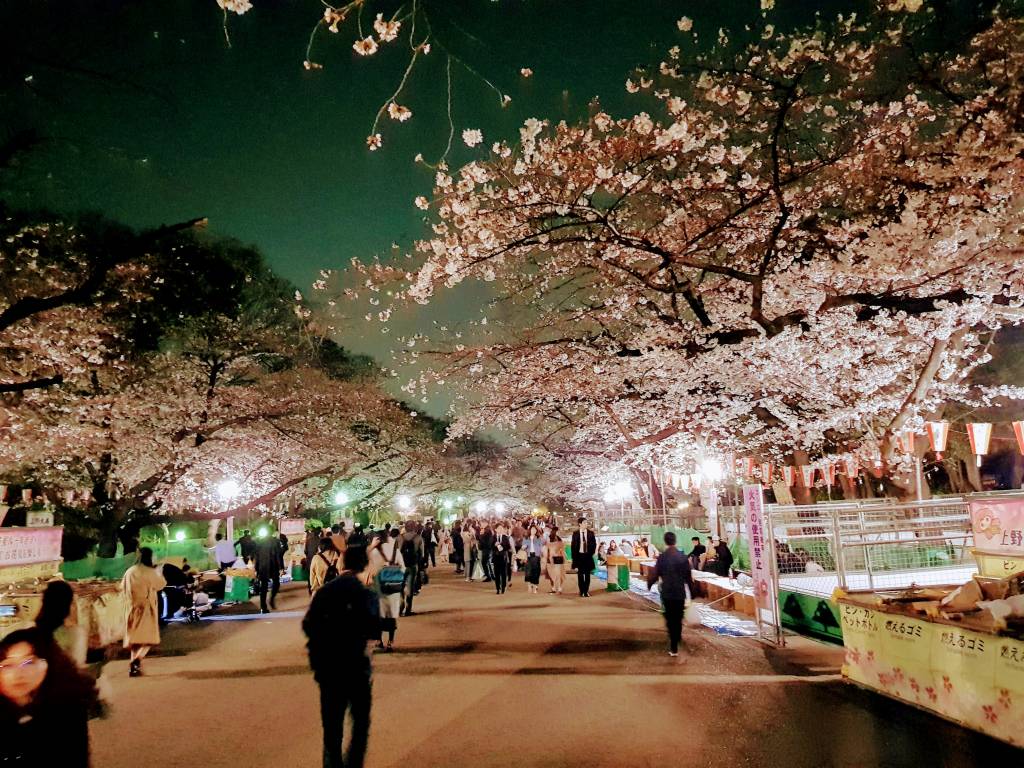 Ueno Park Cherry Blossoms