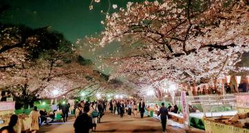 Ueno Park Cherry Blossoms