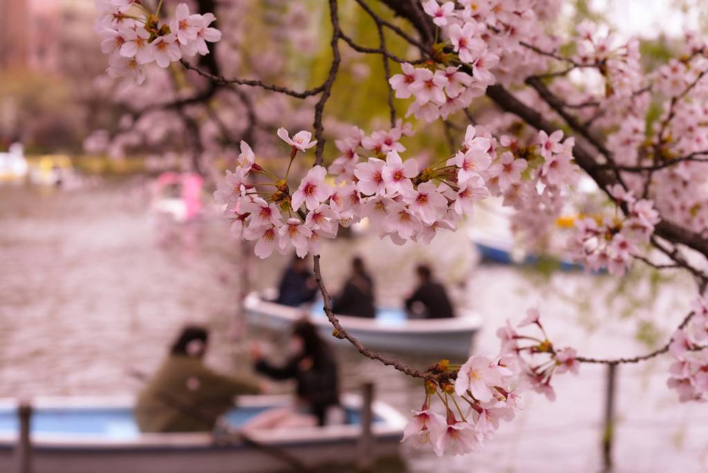 Cherry blossoms in the foreground and boaters on the lake in Ueno Park in the background