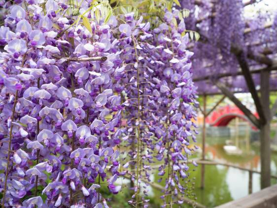 Wisteria in bloom at Kameido Tenjin Shrine during the Kameido Tenjin Wisteria Festival