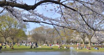 picnic spots in tokyo