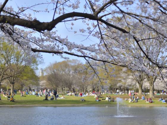 picnic spots in tokyo