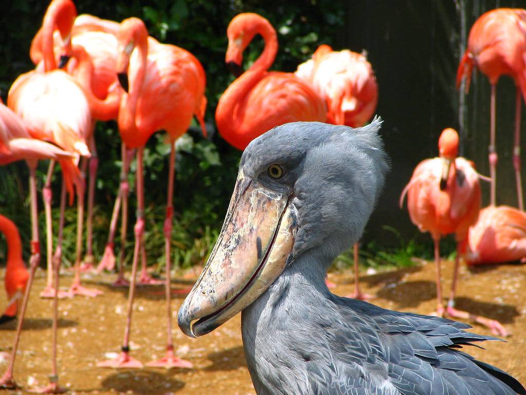 Zoo Tokyo