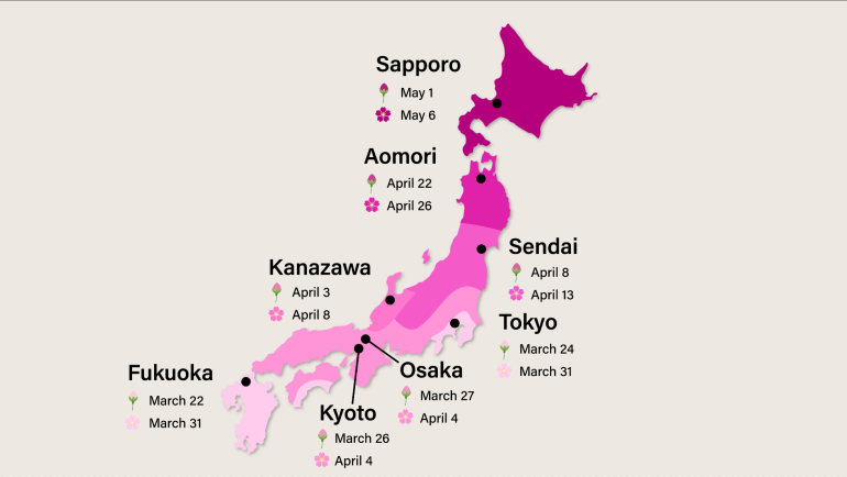 The average opening and full bloom dates of cherry blossoms from the past 30 years. 